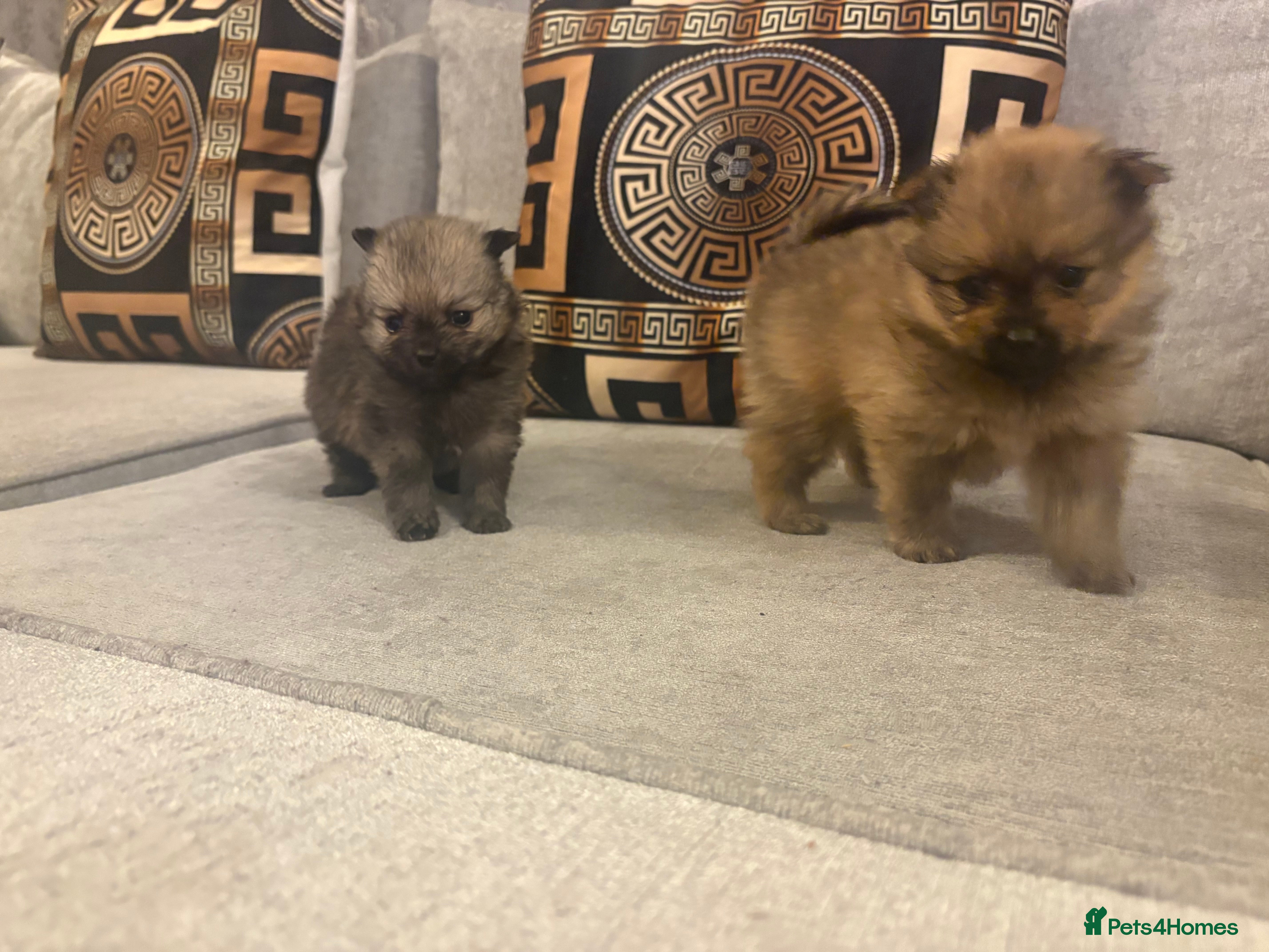 Pomeranian dogs Beautiful tiny Pomeranian male pup left  - Advert 12