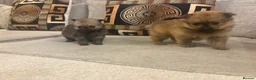 Pomeranian dogs for sale: Beautiful tiny Pomeranian male pup left  - Advert 1