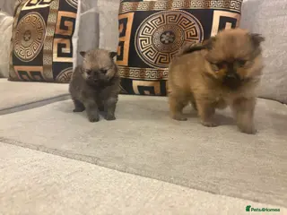 Pomeranian dogs Beautiful tiny Pomeranian male pup left - Advert 12