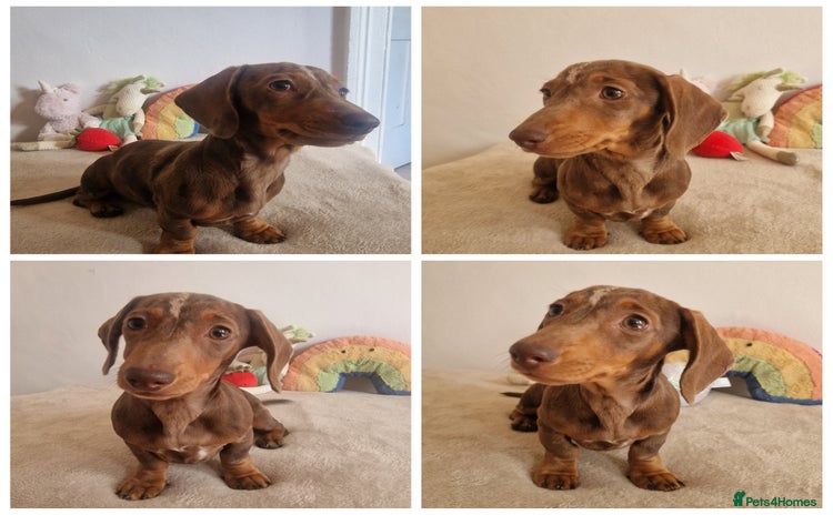 Miniature Dachshund dogs - Advert 5