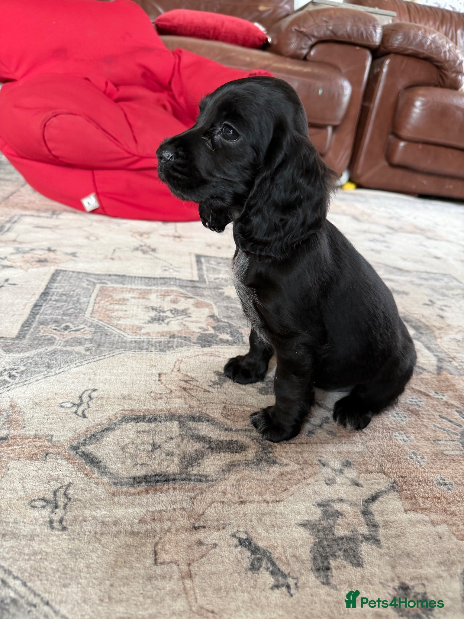 Cocker Spaniel dogs Show cocker puppies - Advert 1