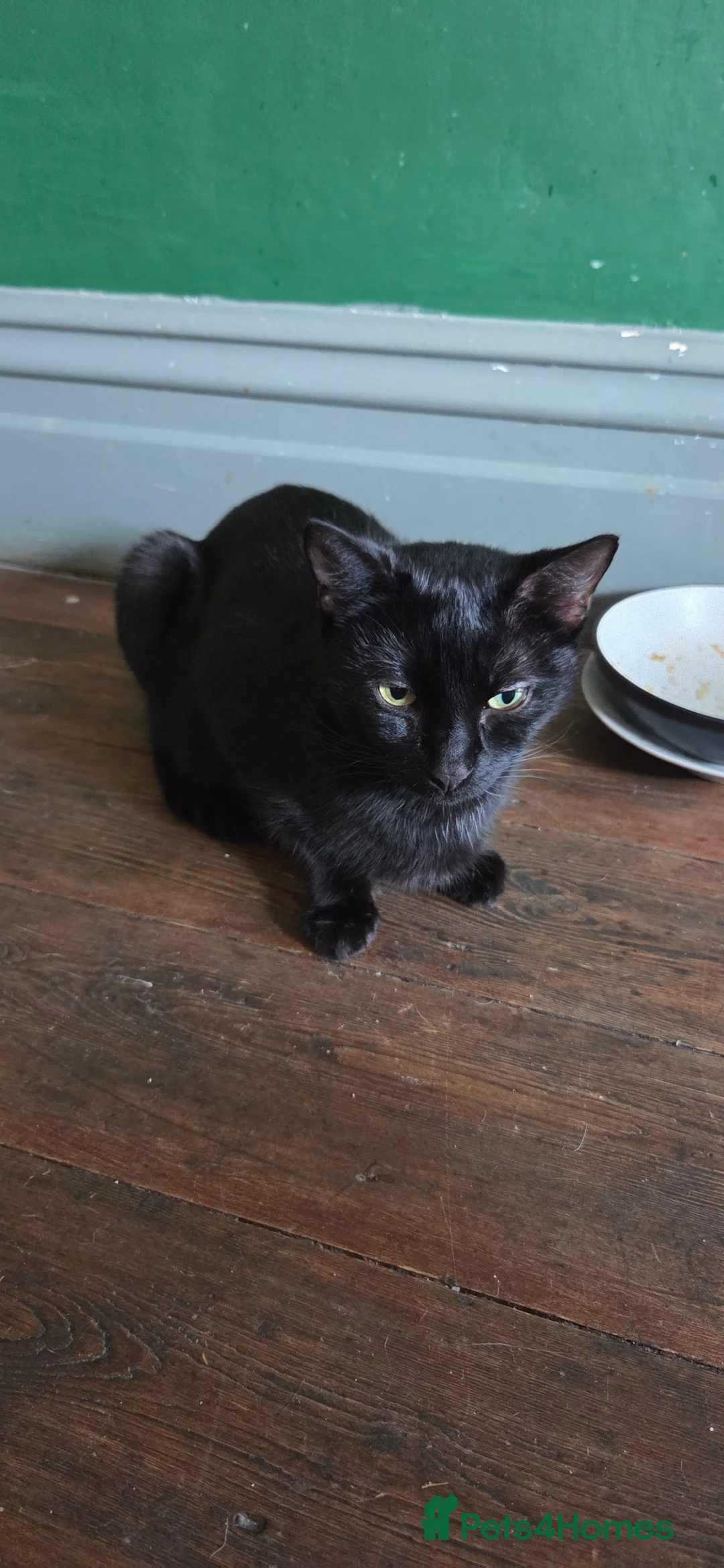 Mixed Breed cats for sale: Kittens for sale  in Leeds - Advert 2