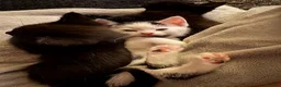 Mixed Breed cats for sale: 3 kittens looking for their forever home - Advert 12