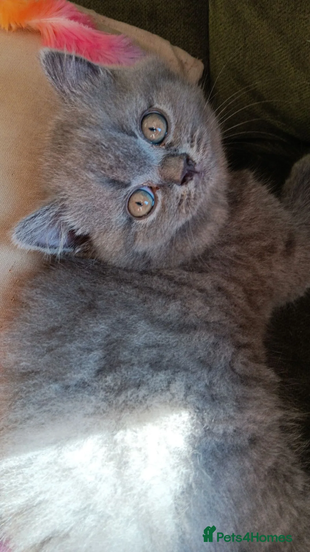 British Shorthair cats for sale: Beautiful Blue kittens  – TICA Reg, PKD Tested - Advert 2