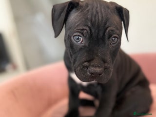 Staffordshire Bull Terrier dogs - Advert 23