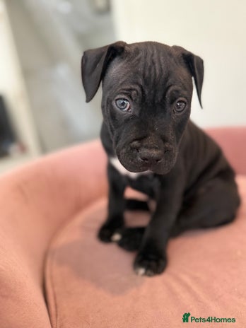 Staffordshire Bull Terrier dogs - Advert 2