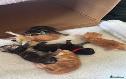 Maine Coon cats for sale: Mainecoon cross  - Image 3