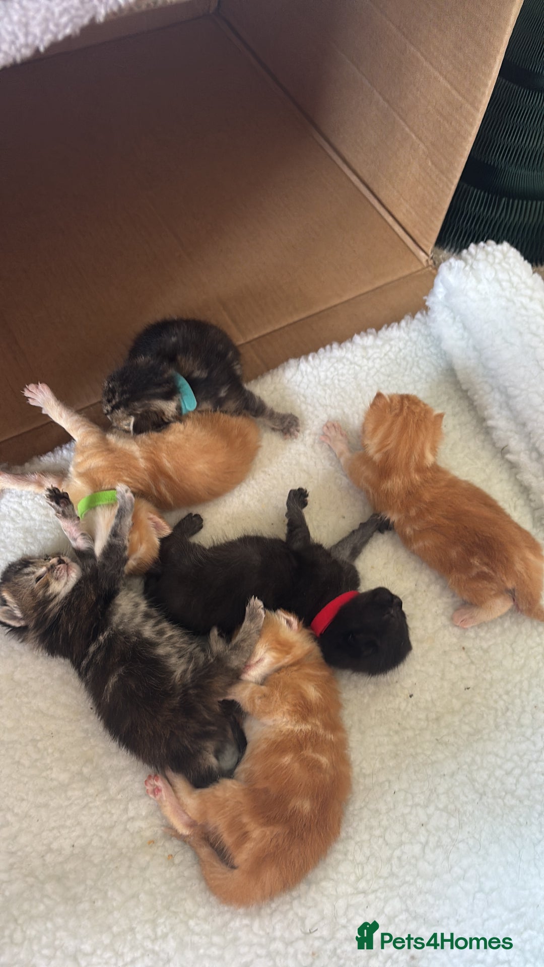 Maine Coon cats for sale: Mainecoon cross  - Image 3