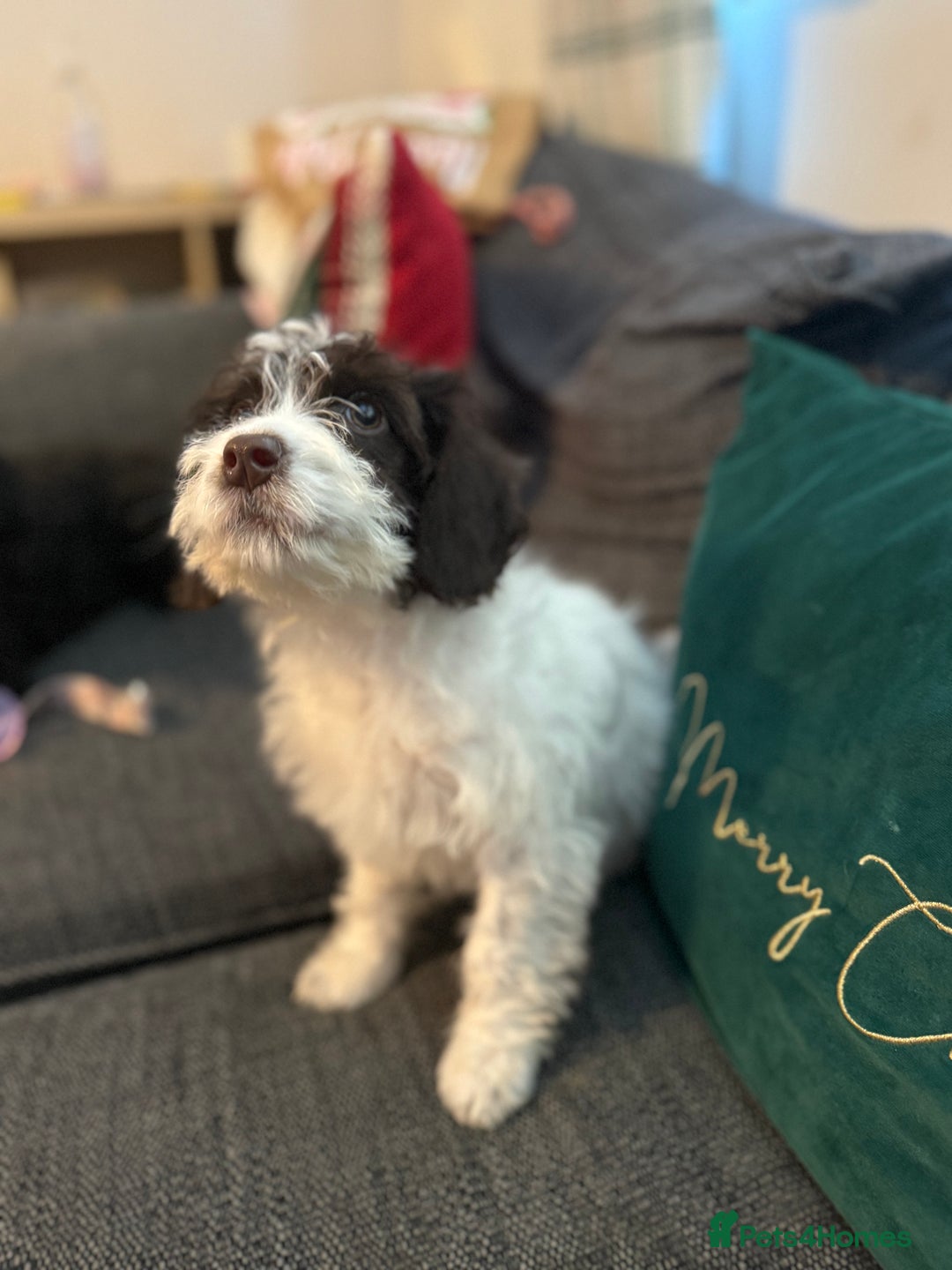 Cockapoo dogs for sale: 15 week old cockerpoo female  - Advert 5