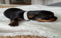 Yorkshire Terrier dogs for sale: ❤️Miniature yorkshire terrier puppies ☘️ - Image 11