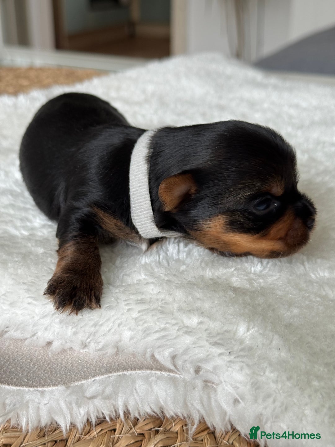 Yorkshire Terrier dogs for sale: ❤️Miniature yorkshire terrier puppies ☘️ - Image 11