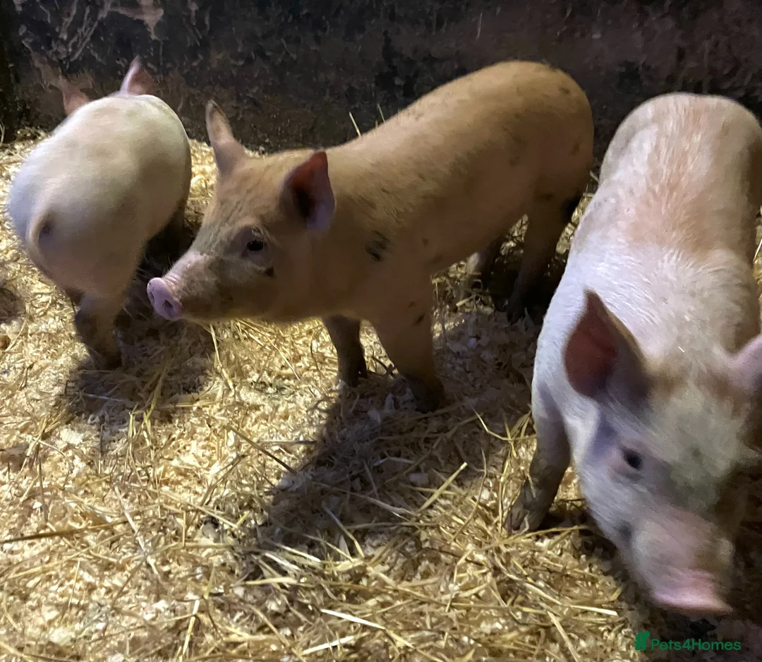 Pig livestock for sale: Pigs large white x Tamworth Weaner pigs  in Stafford - Advert 4