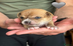 Chihuahua dogs for sale: 6 Gorgeous Chihuahua Puppies 🐶💙🩷🩷🩷🩷💙  - Image 33