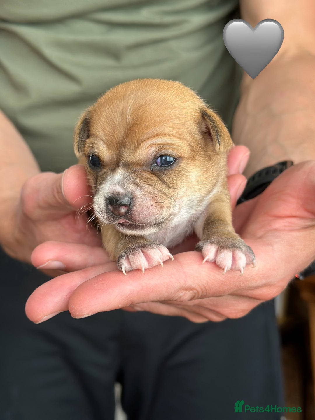 Chihuahua dogs for sale: 6 Gorgeous Chihuahua Puppies 🐶💙🩷🩷🩷🩷💙  - Image 33