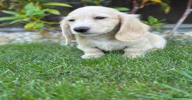 Miniature Dachshund dogs - Advert 5