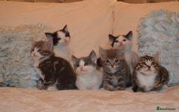 Mixed Breed cats for sale: 6 Adorable Playful Kittens for Sale - Image 10