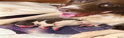 English Springer Spaniel dogs for sale: Pedigree springer spaniel Puppies - Advert 27