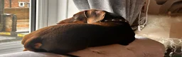 Miniature Dachshund dogs for stud: Chocolate/isabella miniature dachshund  in Darlington - Advert 3
