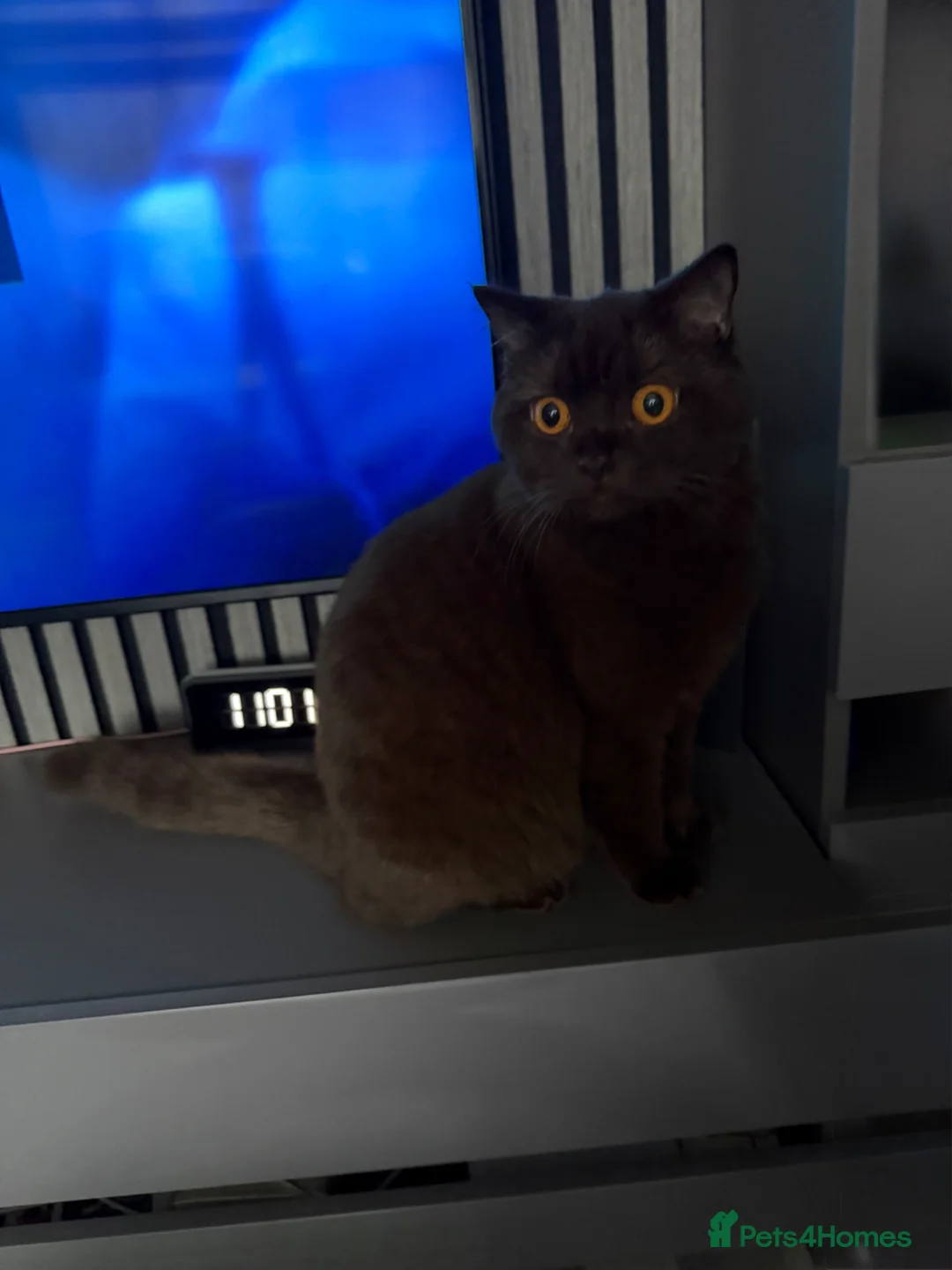 Scottish Fold cats for sale: Cat Scottish fold - Advert 7
