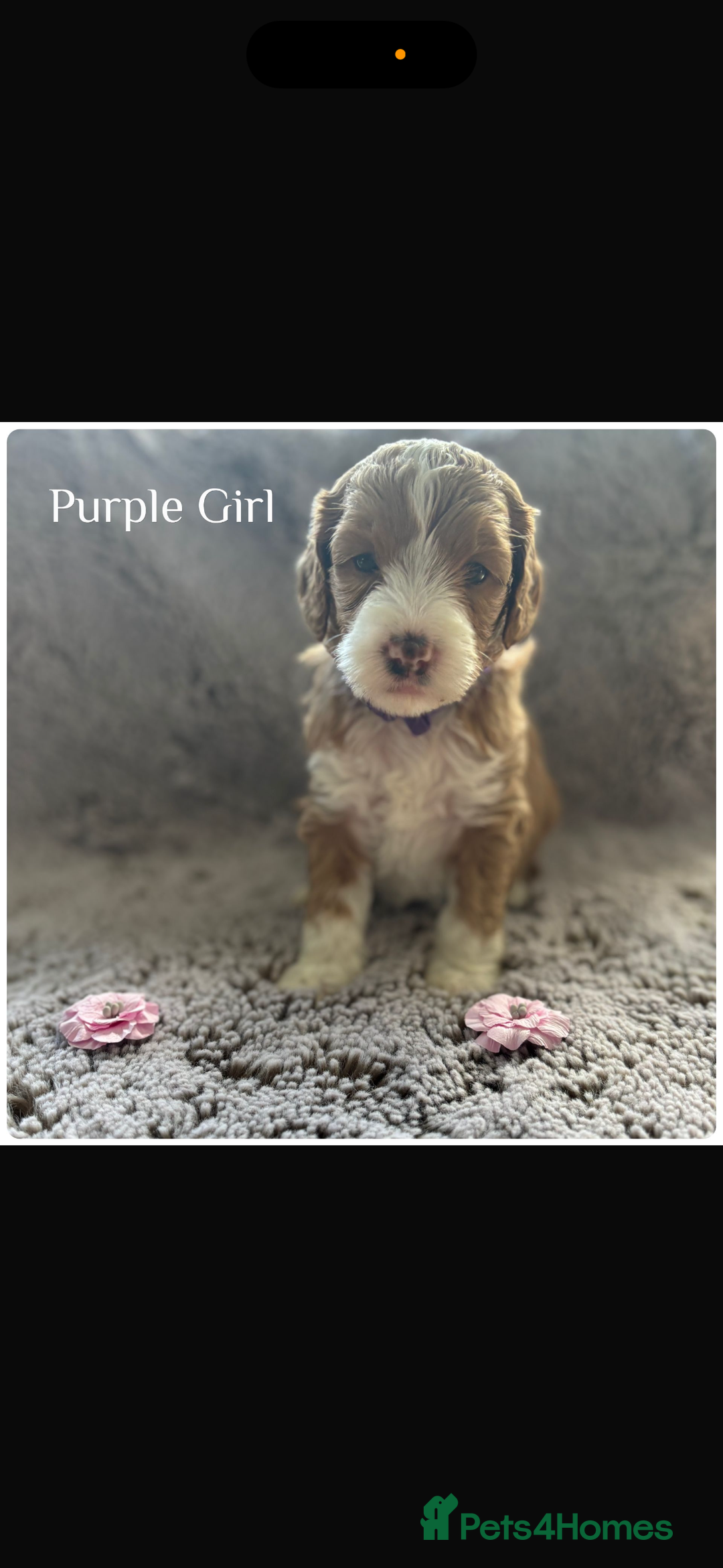 Australian Labradoodle dogs for sale: Pure Australian Labradoodle Puppies ready 30/09/25 - Image 10