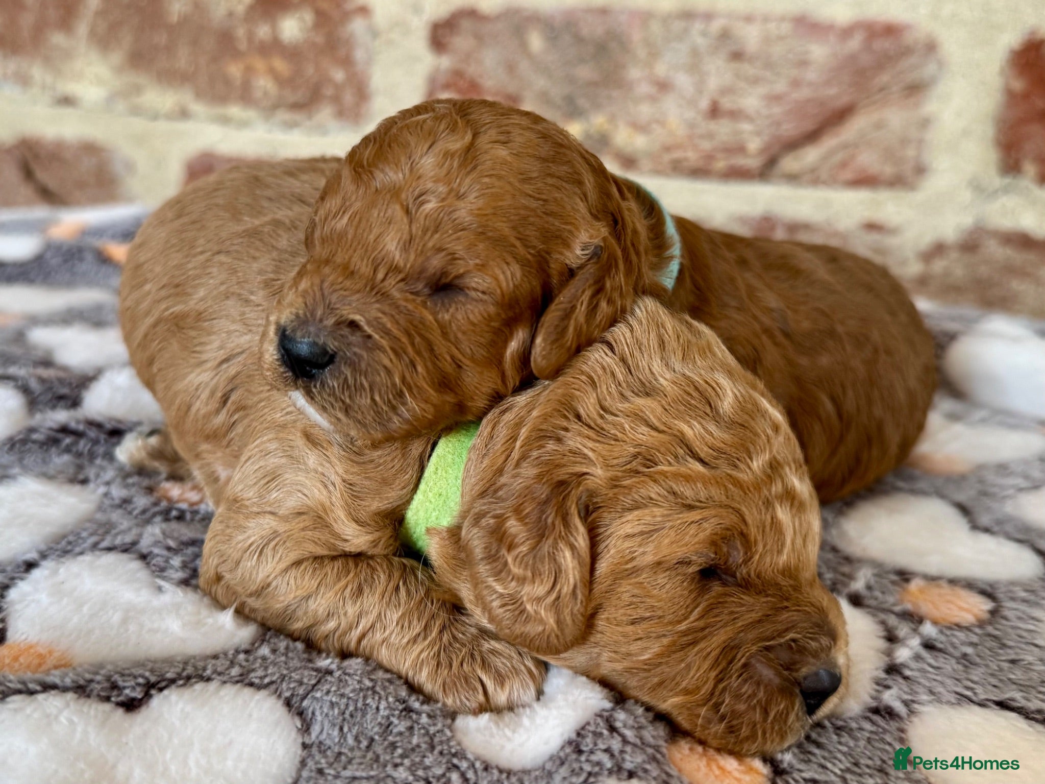 Cavapoo dogs 🐾 F1b male cavapoos 🐾 - Advert 2