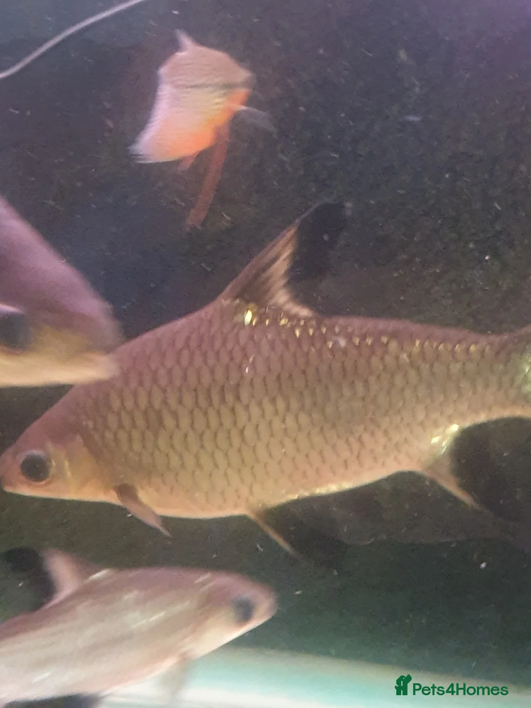 Sharks fish for sale: 5 bala sharks and 3 small bala sharks  - Advert 3