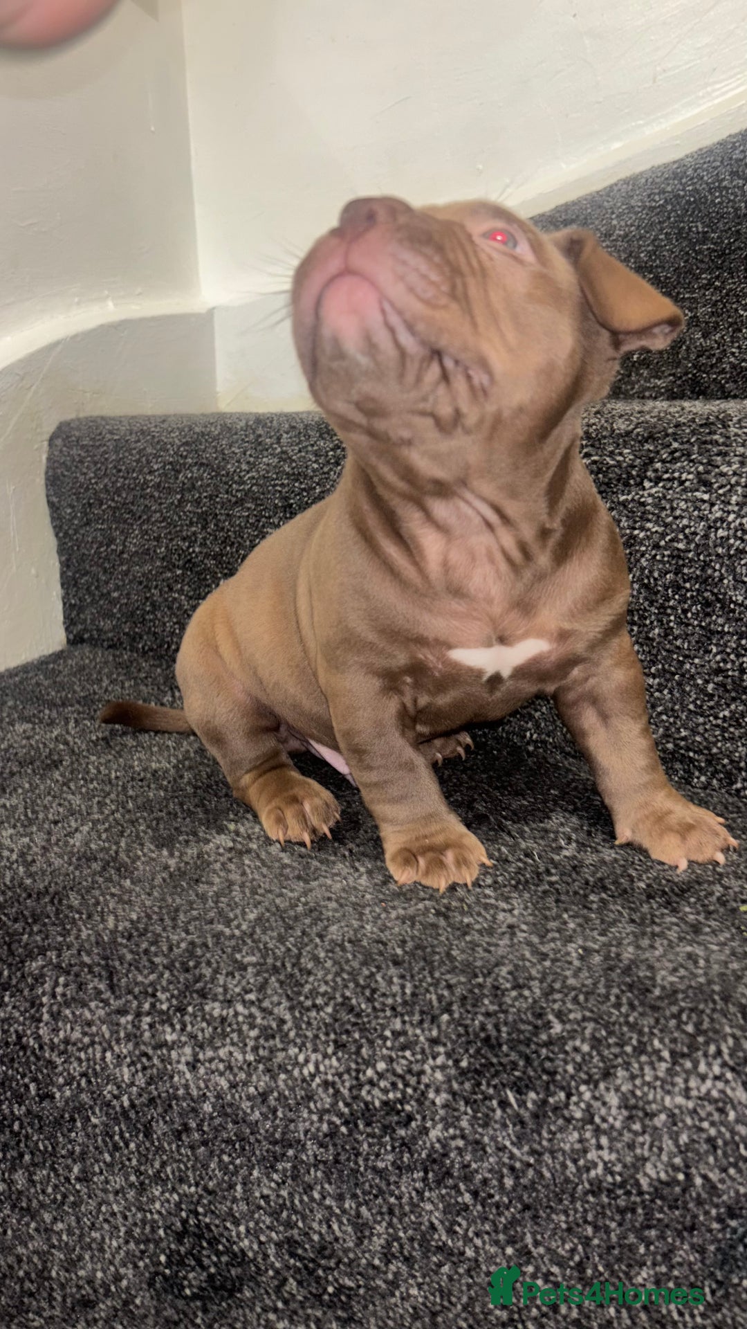 American Bully dogs for sale: Pocket bully pups ready too leave 11th dec - Advert 16
