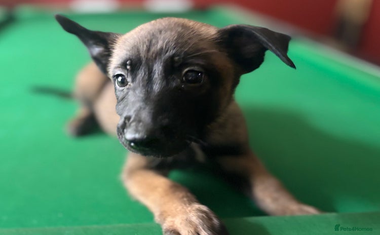 Belgian Shepherd Dog dogs - Advert 1