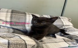 British Shorthair cats for sale: British blue short hair/crossed  - Image 3