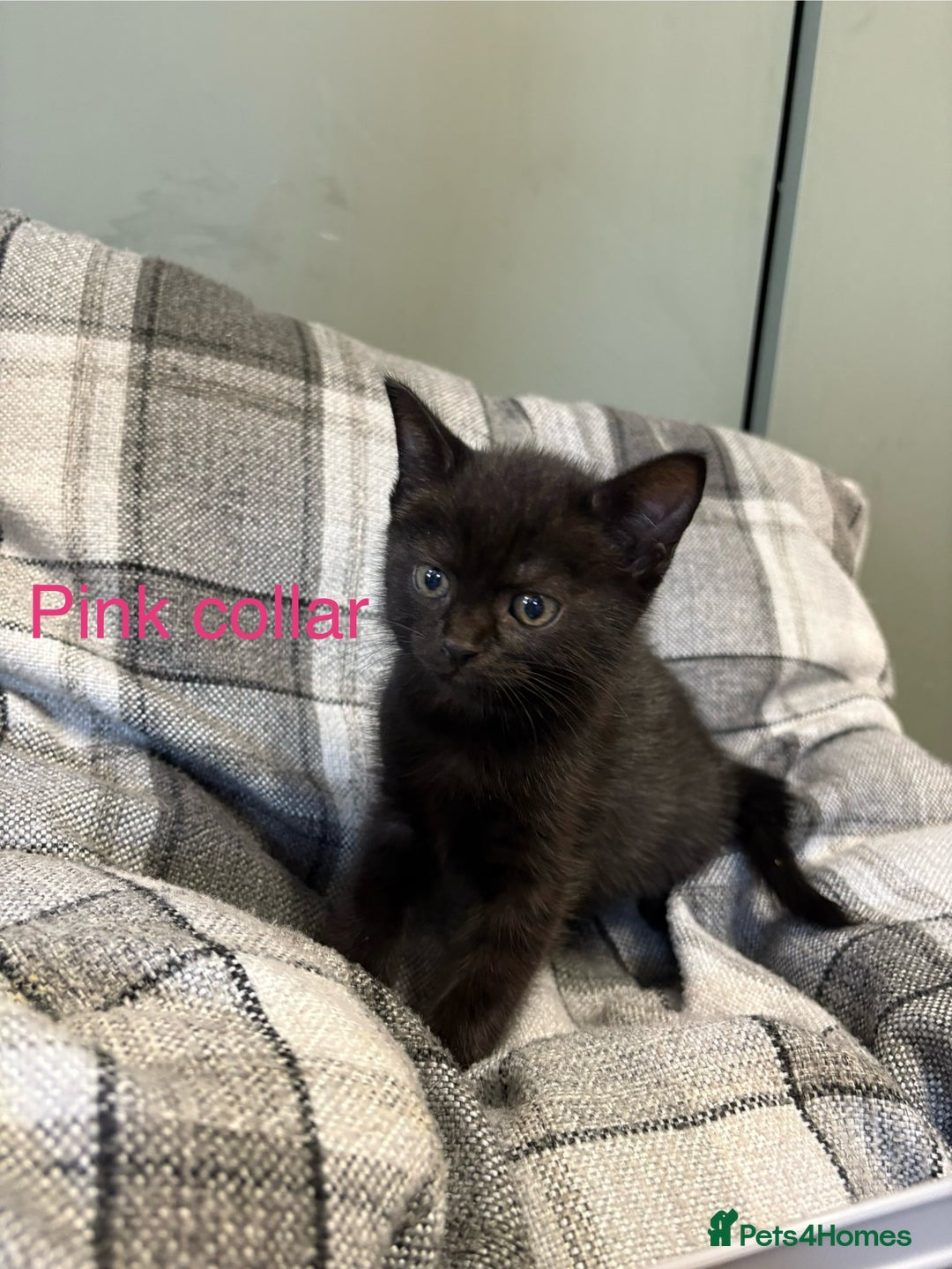 British Shorthair cats for sale: British blue short hair/crossed  - Image 3