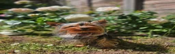 Yorkshire Terrier dogs for stud: Tiny Miniature Experienced Yorkshire Terrier Stud  - Advert 5