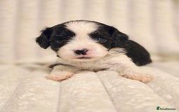 Cavapoo dogs for sale: Adorable Cavapoo Pups fully health tested parents - Image 8