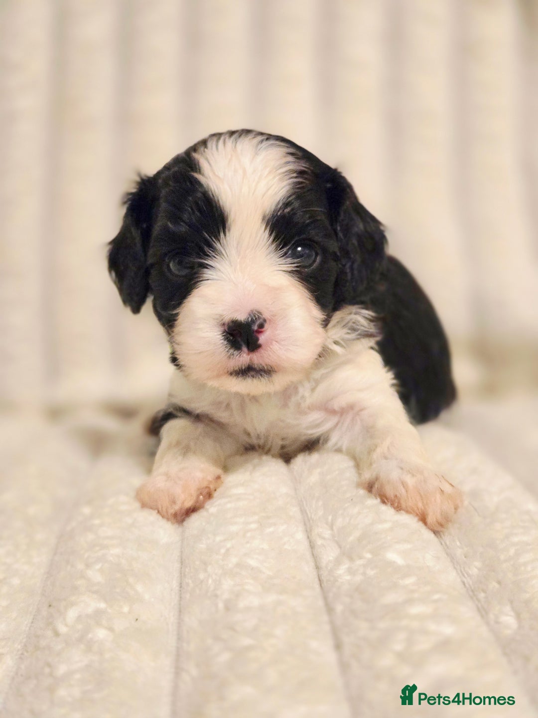 Cavapoo dogs for sale: Adorable Cavapoo Pups fully health tested parents - Image 8