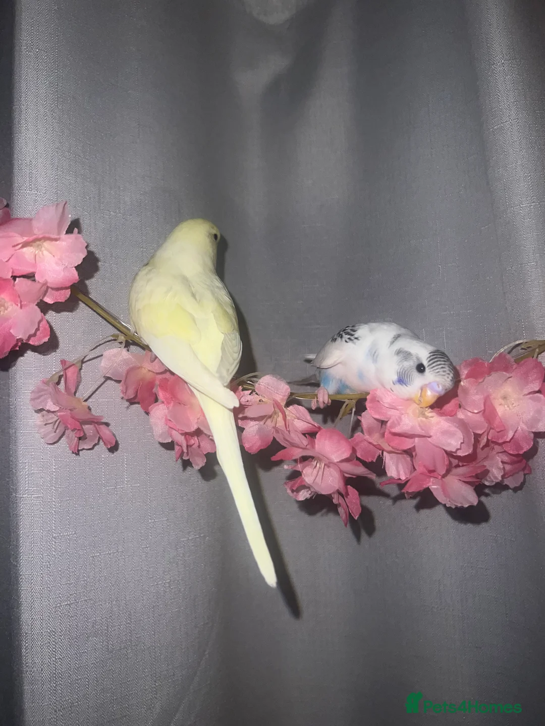 Budgerigars birds for sale: Playful tame young budgie - Advert 1