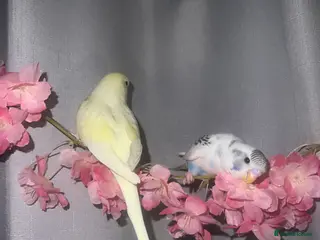 Budgerigars birds Playful tame young budgie - Advert 1