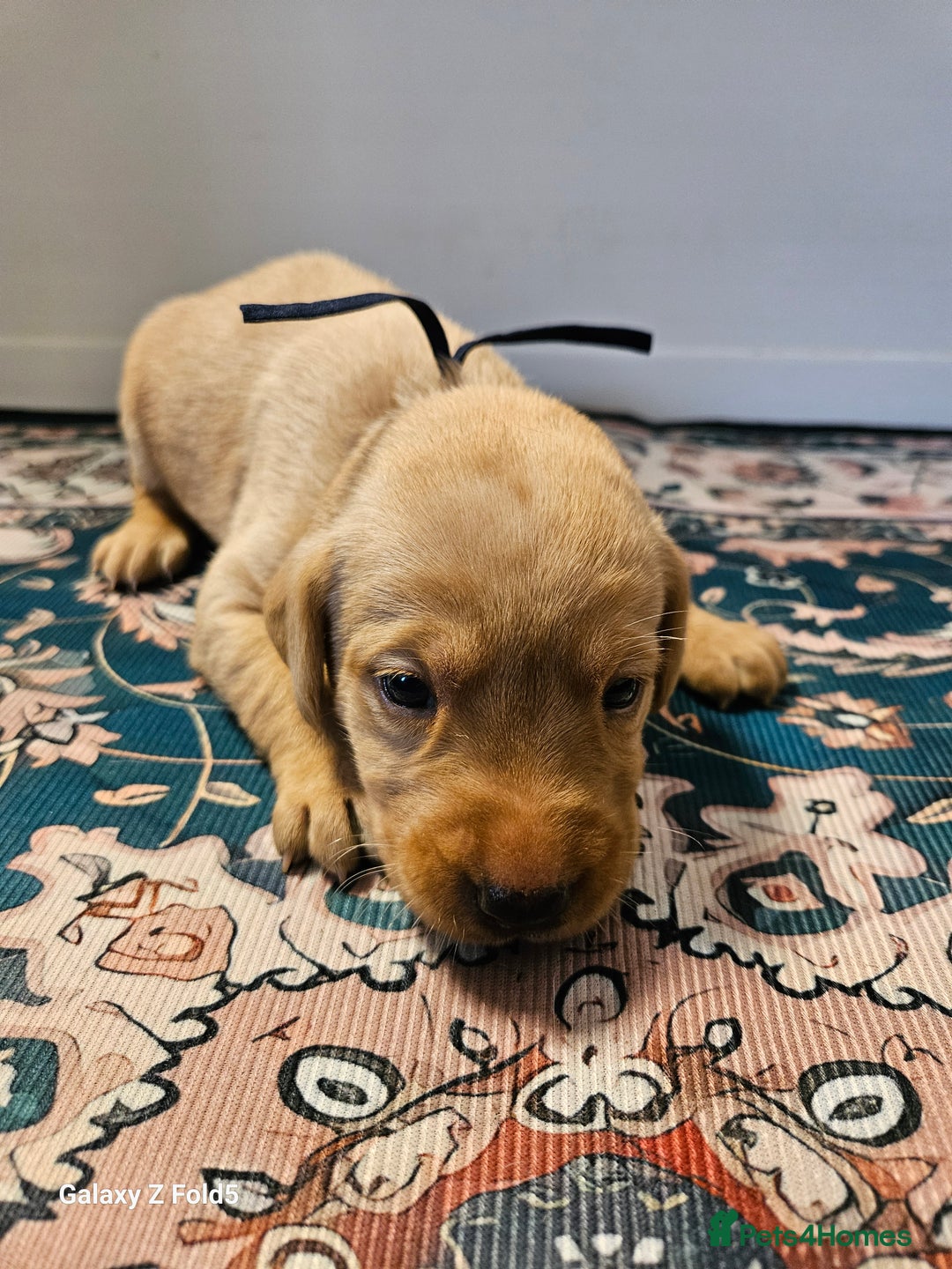 Labrador Retriever dogs for sale: KC REG Stunning Litter Fully Health Tested Parents - Image 20