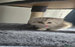 Persian cats for sale: Persian Kittens for Sale – Fluffy Bundles of Joy - Image 2
