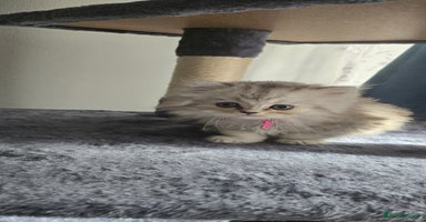 Persian cats - Advert 14