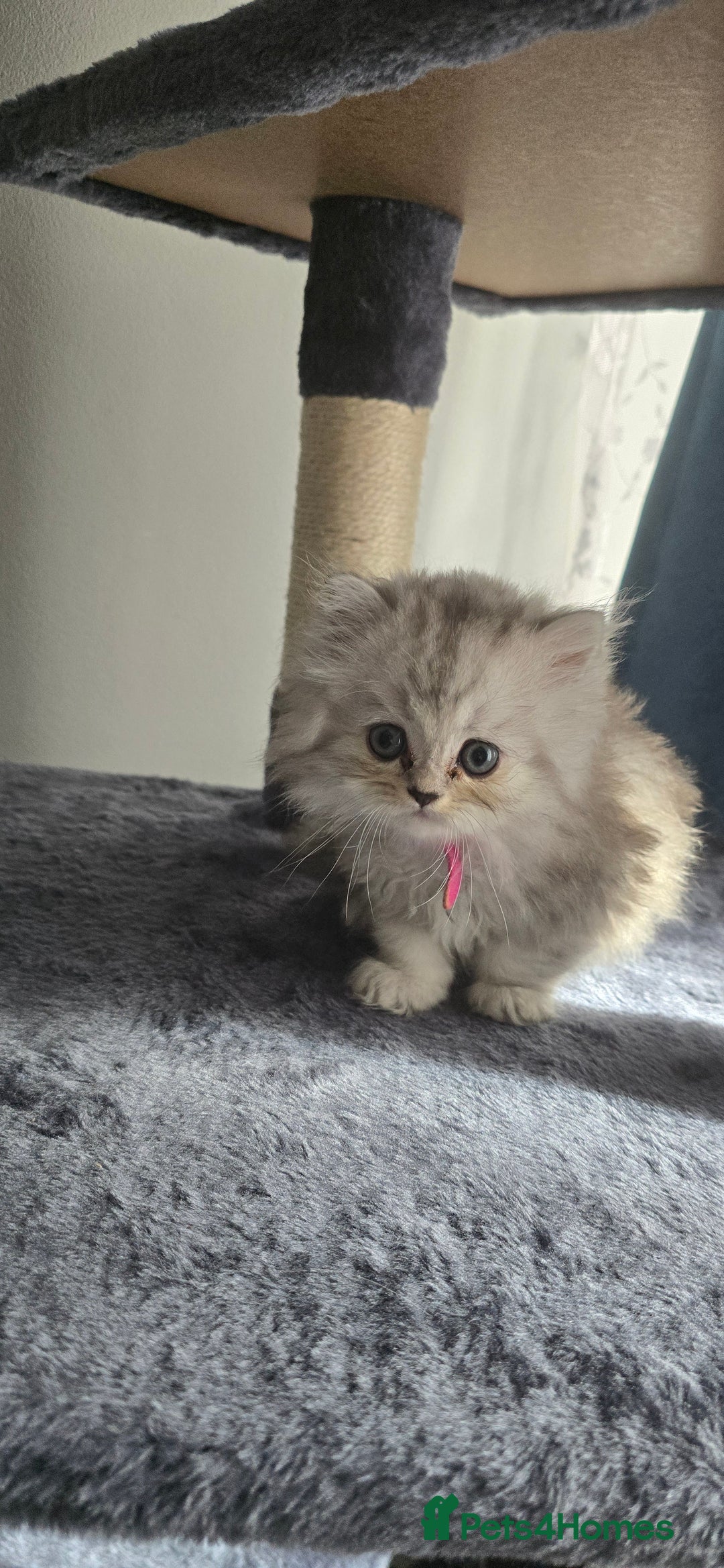 Persian cats for sale: Persian Kittens for Sale – Fluffy Bundles of Joy - Image 2