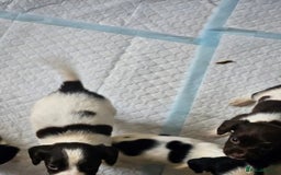 English Springer Spaniel dogs for sale: Springer spaniel puppy's  - Image 13