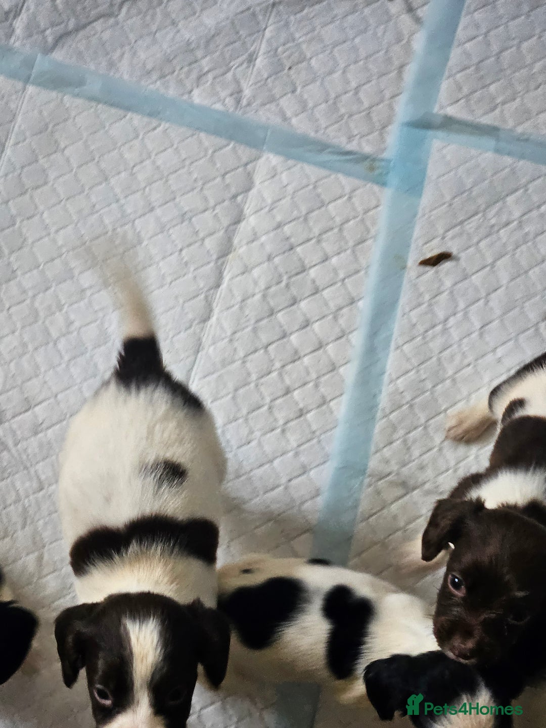 English Springer Spaniel dogs for sale: Springer spaniel puppy's  - Image 13