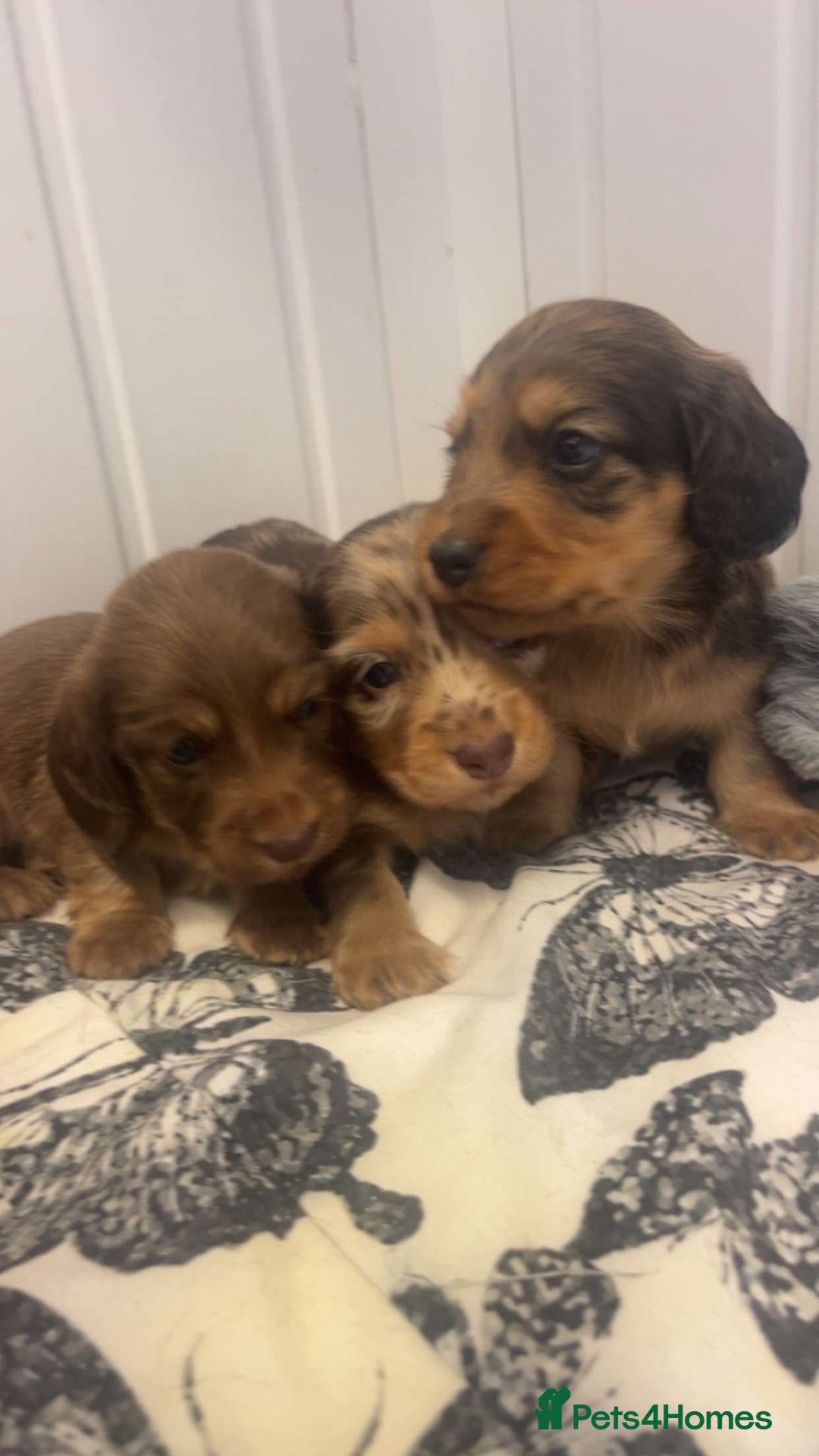 Miniature Dachshund dogs for sale: Long haired dapple miniature Dachsund puppies - Image 2