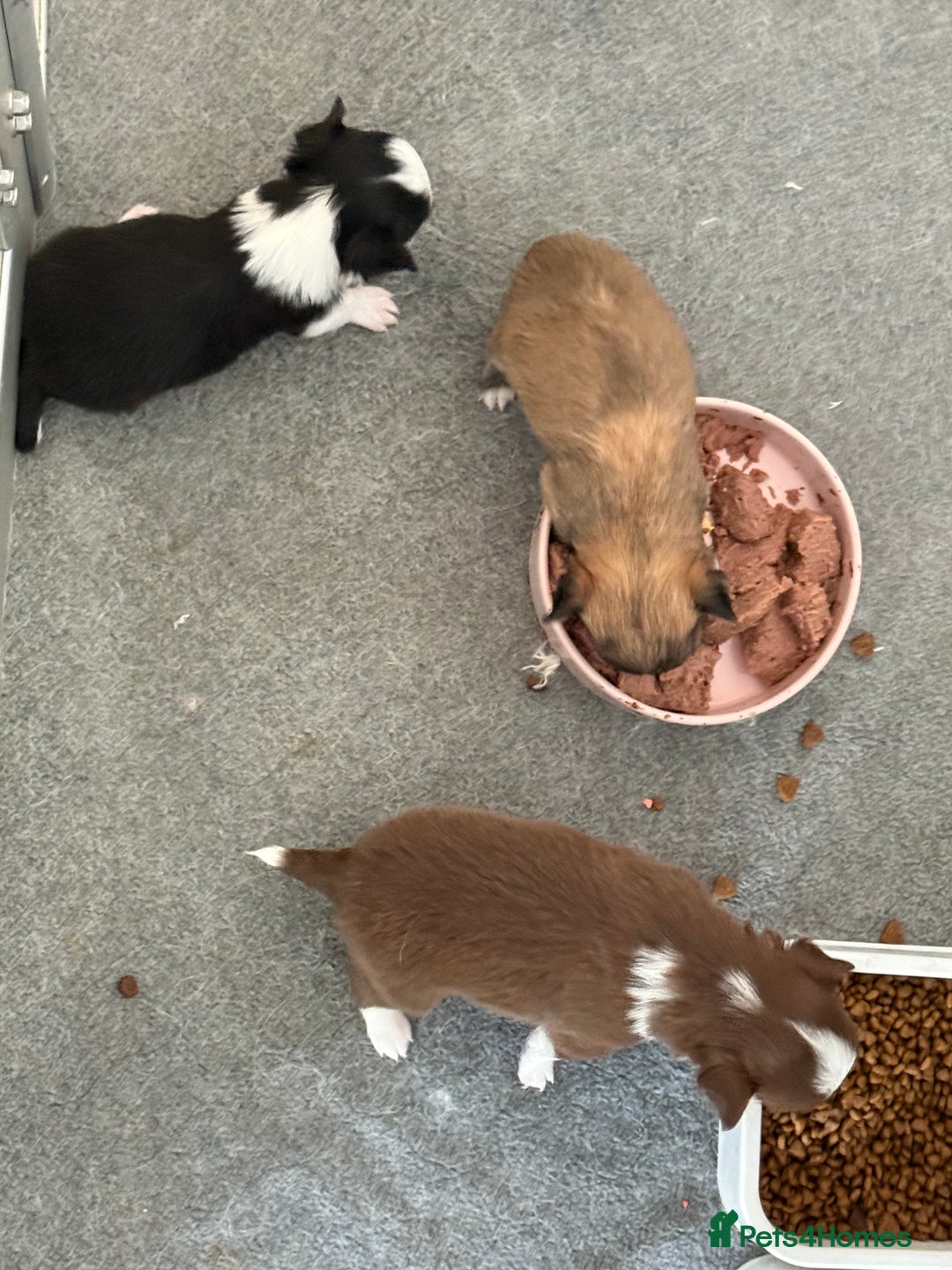 Chihuahua dogs for sale: Last show quality KC long coat Boy  - Advert 12