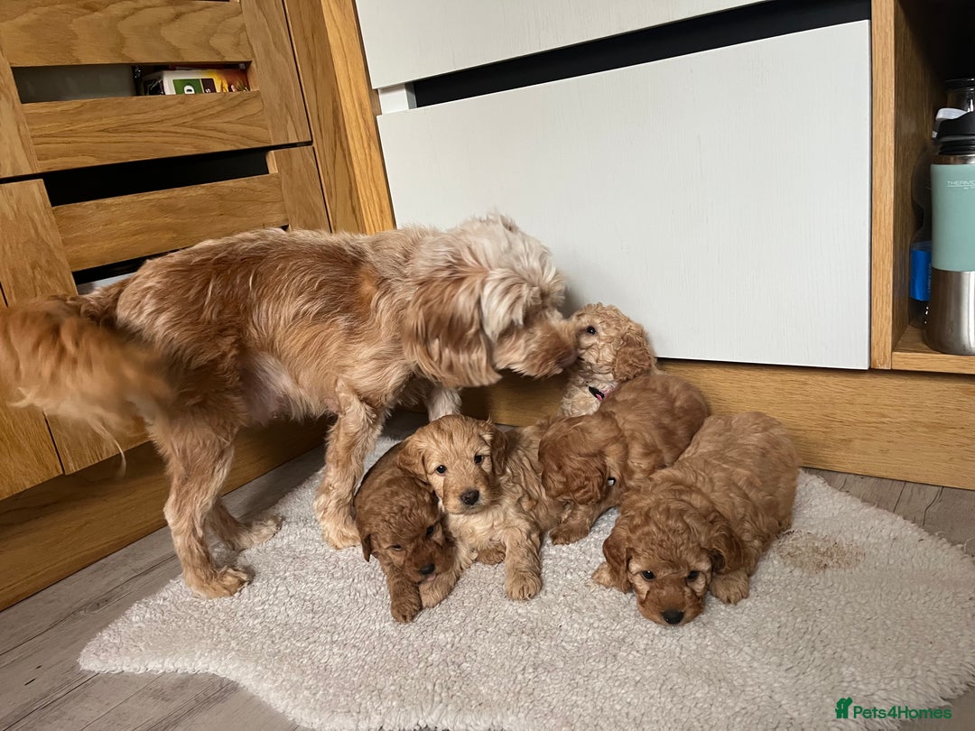 Cockapoo dogs for sale: Miniature f1b Cockapoo puppies DNA health checked - Image 9