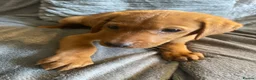 Labrador Retriever dogs for sale: Extensively health tested  Red Labrador puppies  - Advert 18