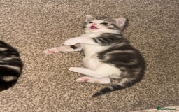 Domestic Shorthair cats for sale: 2 Male kittens - Image 5