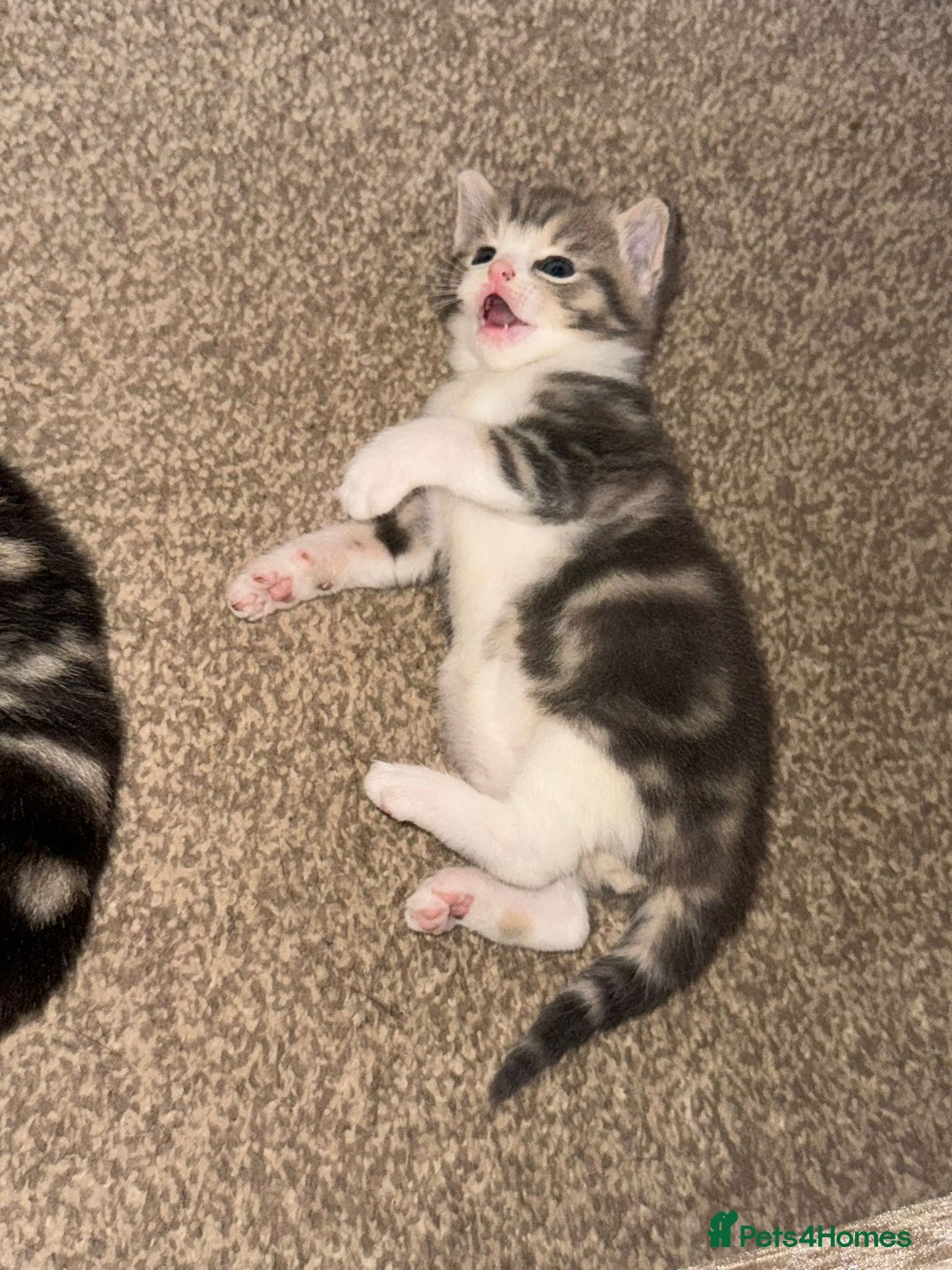 Domestic Shorthair cats for sale: 2 Male kittens - Image 5
