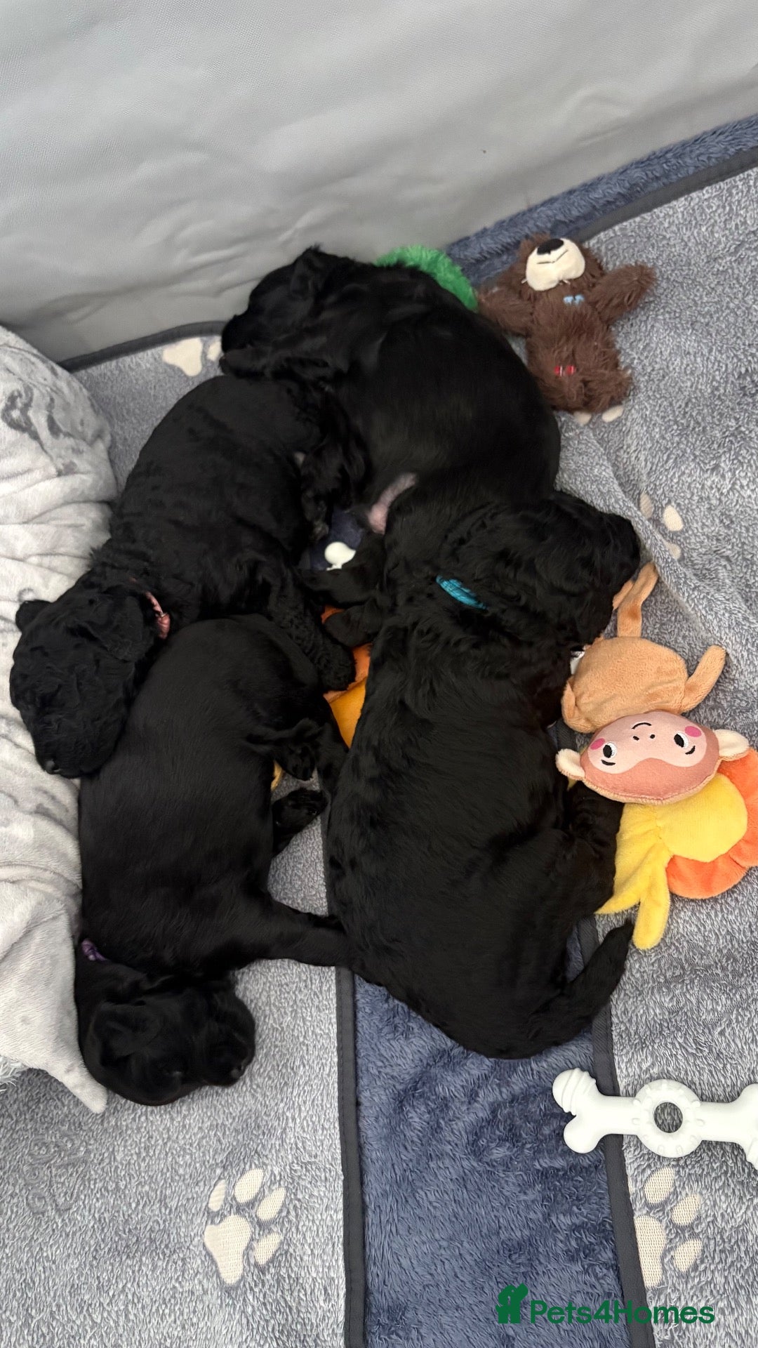 Labradoodle dogs Beautiful black F2 Labradoodles in Crewe - Advert 12