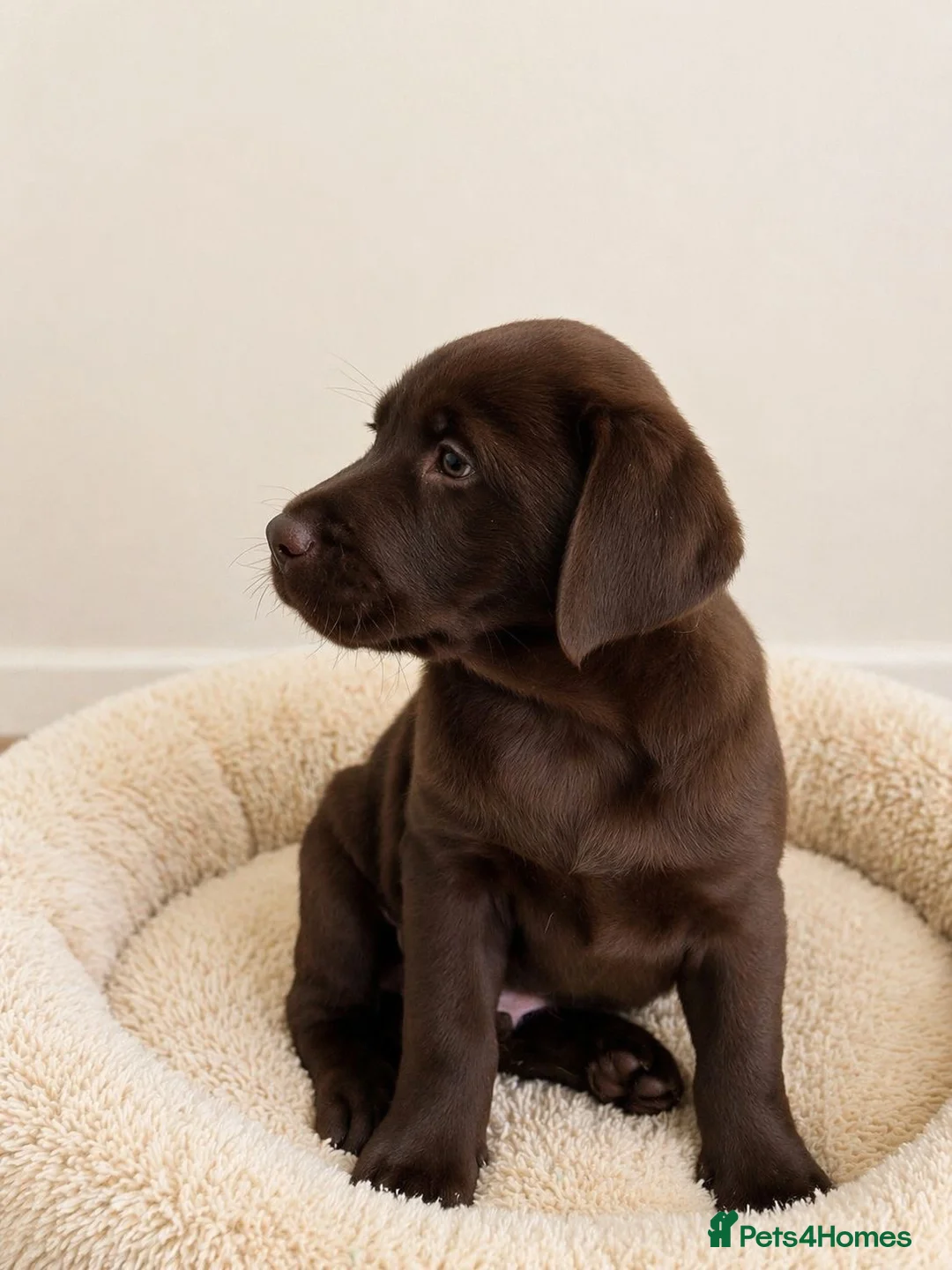 Labrador Retriever dogs for sale: Advanced trained Labrador  - Advert 3