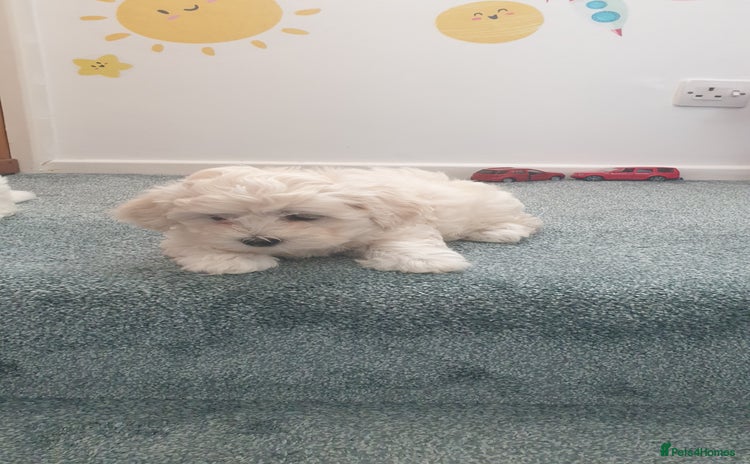 Bichon Frise dogs - Advert 4